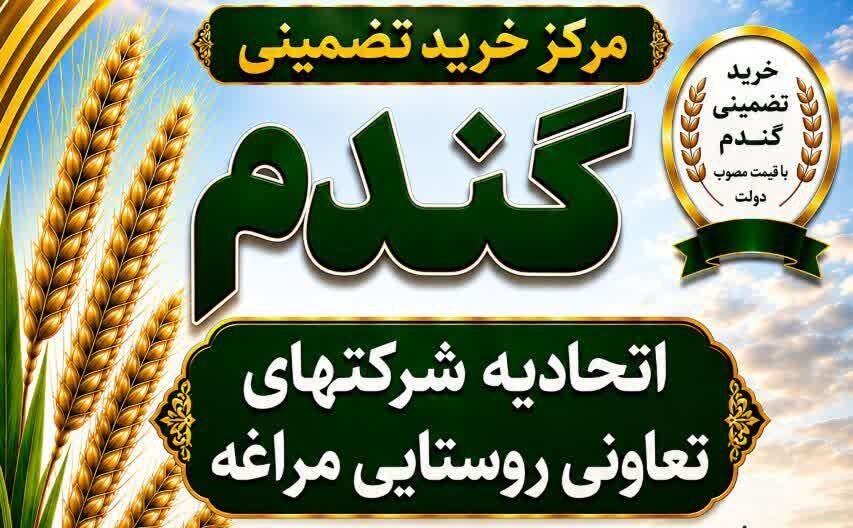 خرید تضمینی گندم در اتحادیه تعاون روستایی مراغه پس از چند سال وقفه از سر گرفته شد