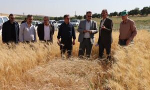 تکیه بر دانش «موسسه تحقیقات دیم کشور»؛ راهکار راهبردی مراغه برای تامین امنیت غذایی