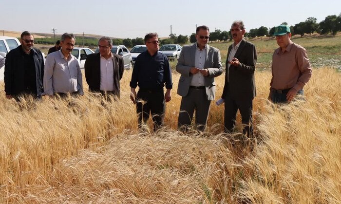 تکیه بر دانش «موسسه تحقیقات دیم کشور»؛ راهکار راهبردی مراغه برای تامین امنیت غذایی