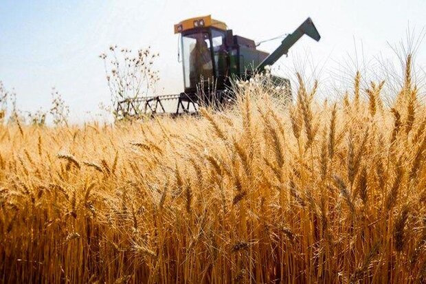 آغاز برداشت گندم در مراغه؛ پیش‌بینی تولید بیش از ۵۰ هزار تن محصول
